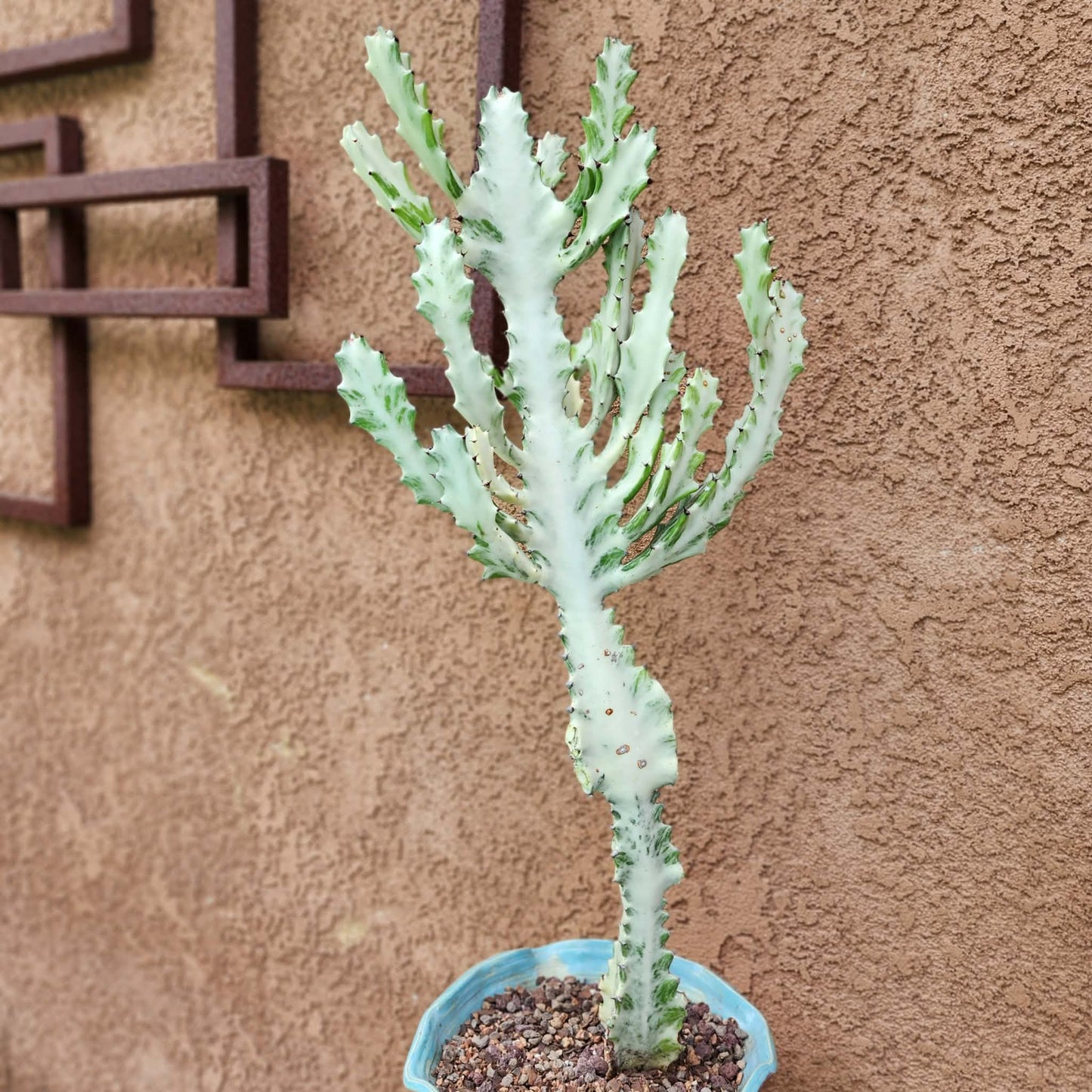 Euphorbia lactea variegata 'White Ghost' - Variegated Candelabra Spurge - 2 Feet Tall!