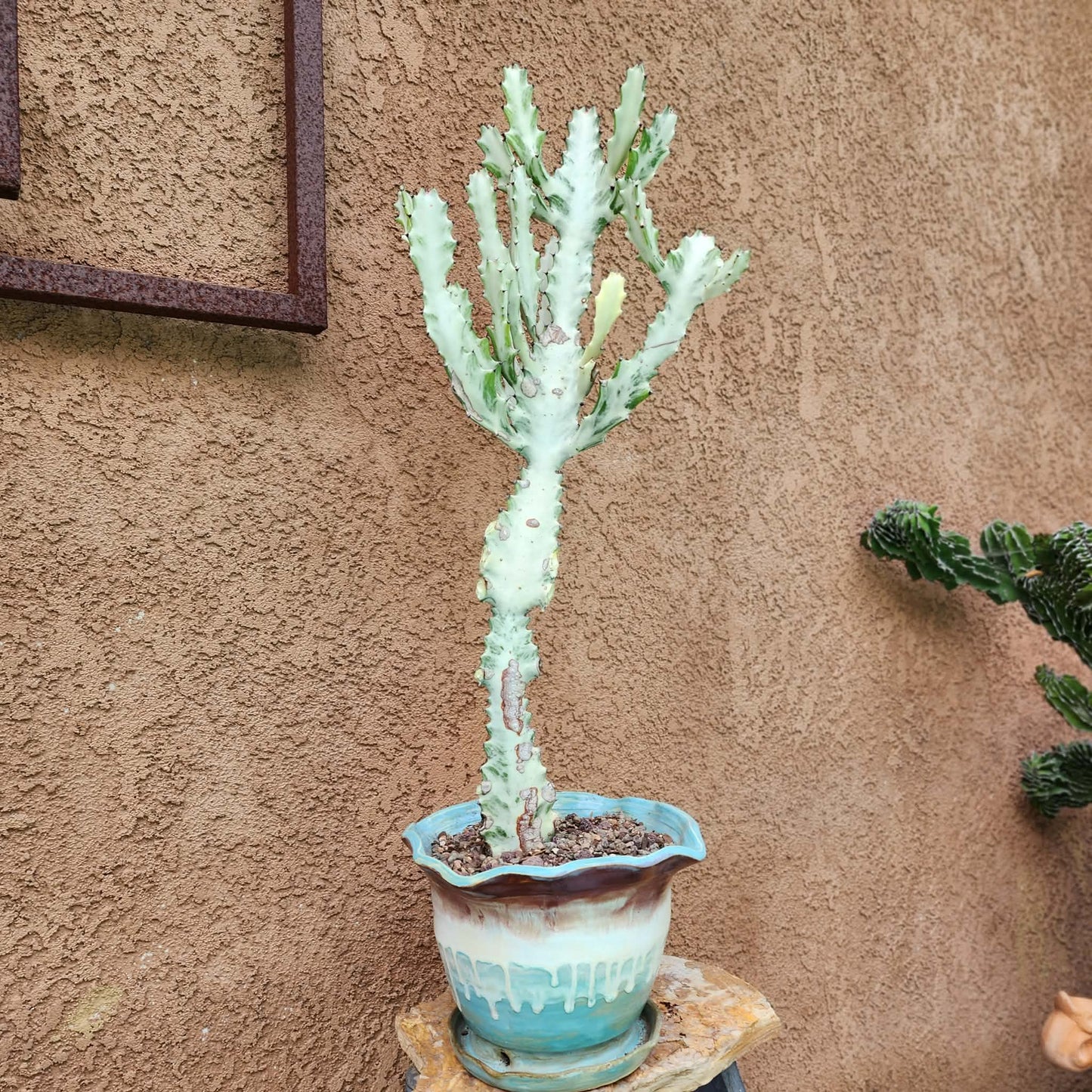 Euphorbia lactea variegata 'White Ghost' - Variegated Candelabra Spurge - 2 Feet Tall!