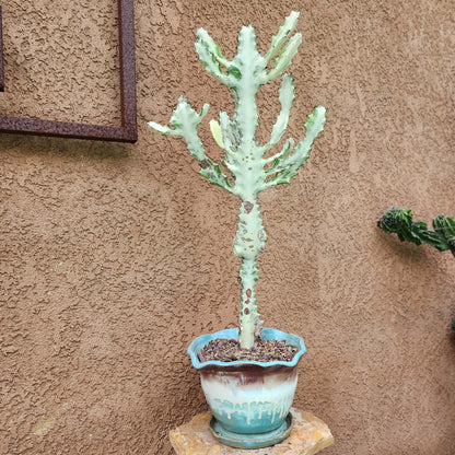 Euphorbia lactea variegata 'White Ghost' - Variegated Candelabra Spurge - 2 Feet Tall!