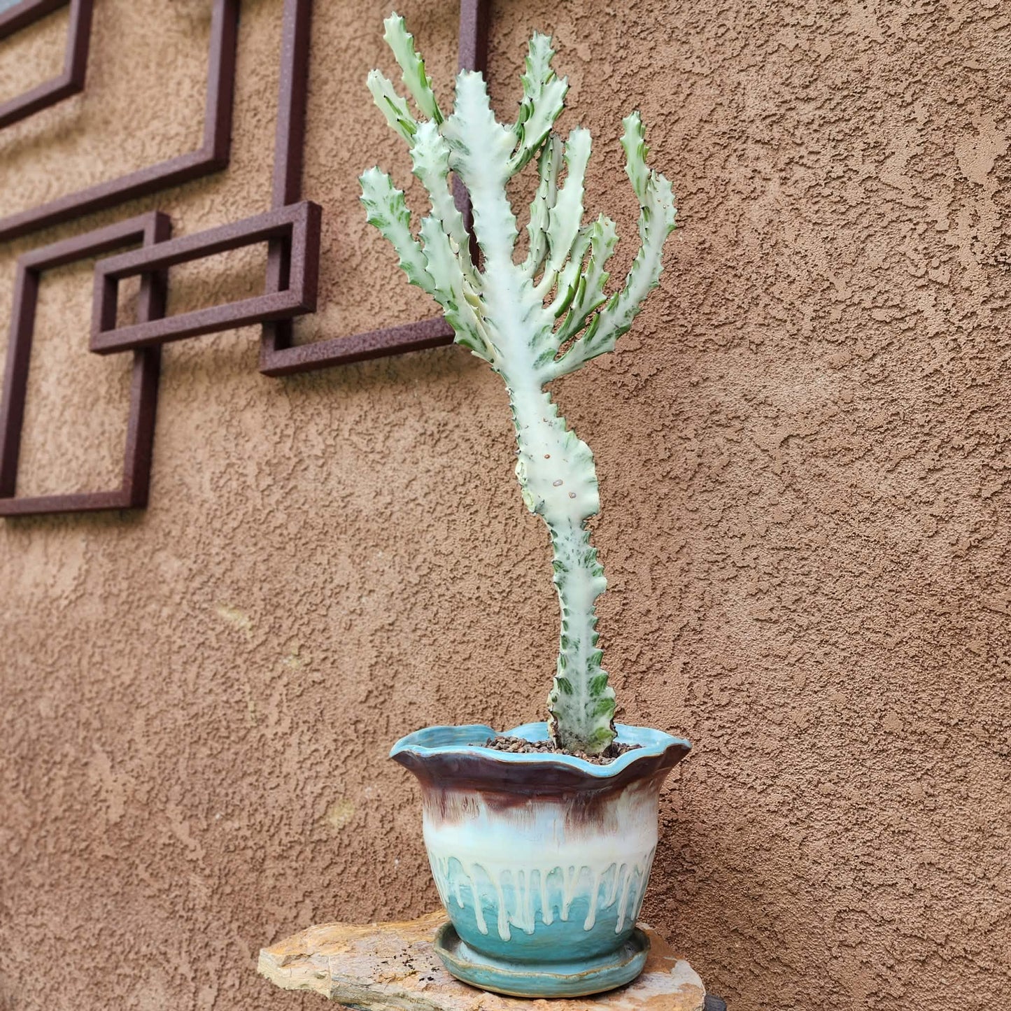 Euphorbia lactea variegata 'White Ghost' - Variegated Candelabra Spurge - 2 Feet Tall!
