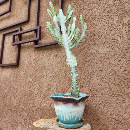 Euphorbia lactea variegata 'White Ghost' - Variegated Candelabra Spurge - 2 Feet Tall!