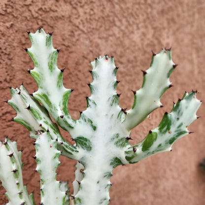 Euphorbia lactea variegata 'White Ghost' - Variegated Candelabra Spurge - 2 Feet Tall!