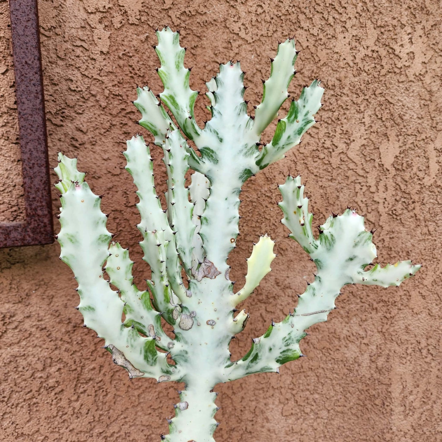Euphorbia lactea variegata 'White Ghost' - Variegated Candelabra Spurge - 2 Feet Tall!