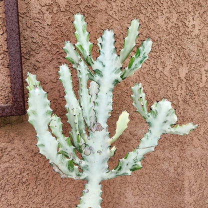 Euphorbia lactea variegata 'White Ghost' - Variegated Candelabra Spurge - 2 Feet Tall!