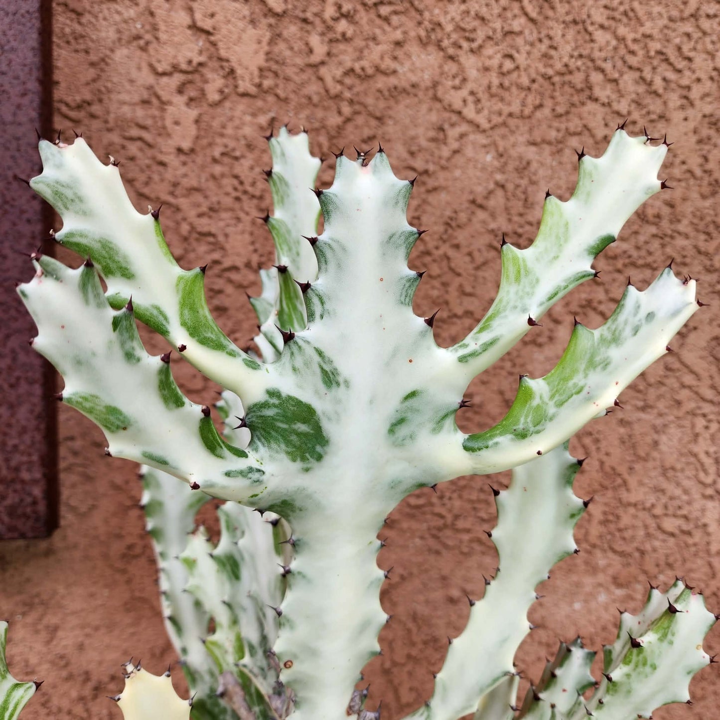Euphorbia lactea variegata 'White Ghost' - Variegated Candelabra Spurge - 2 Feet Tall! euphorbia collector specimen