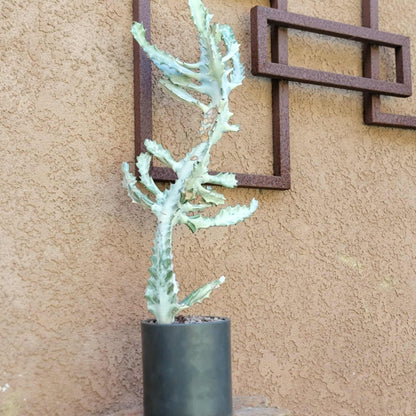 Euphorbia lactea variegata 'White Ghost' - Variegated Candelabra Spurge - BIG!