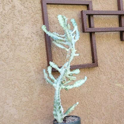 Euphorbia lactea variegata 'White Ghost' - Variegated Candelabra Spurge - BIG!