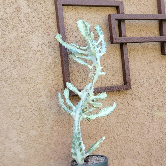 Euphorbia lactea variegata 'White Ghost' - Variegated Candelabra Spurge - BIG!