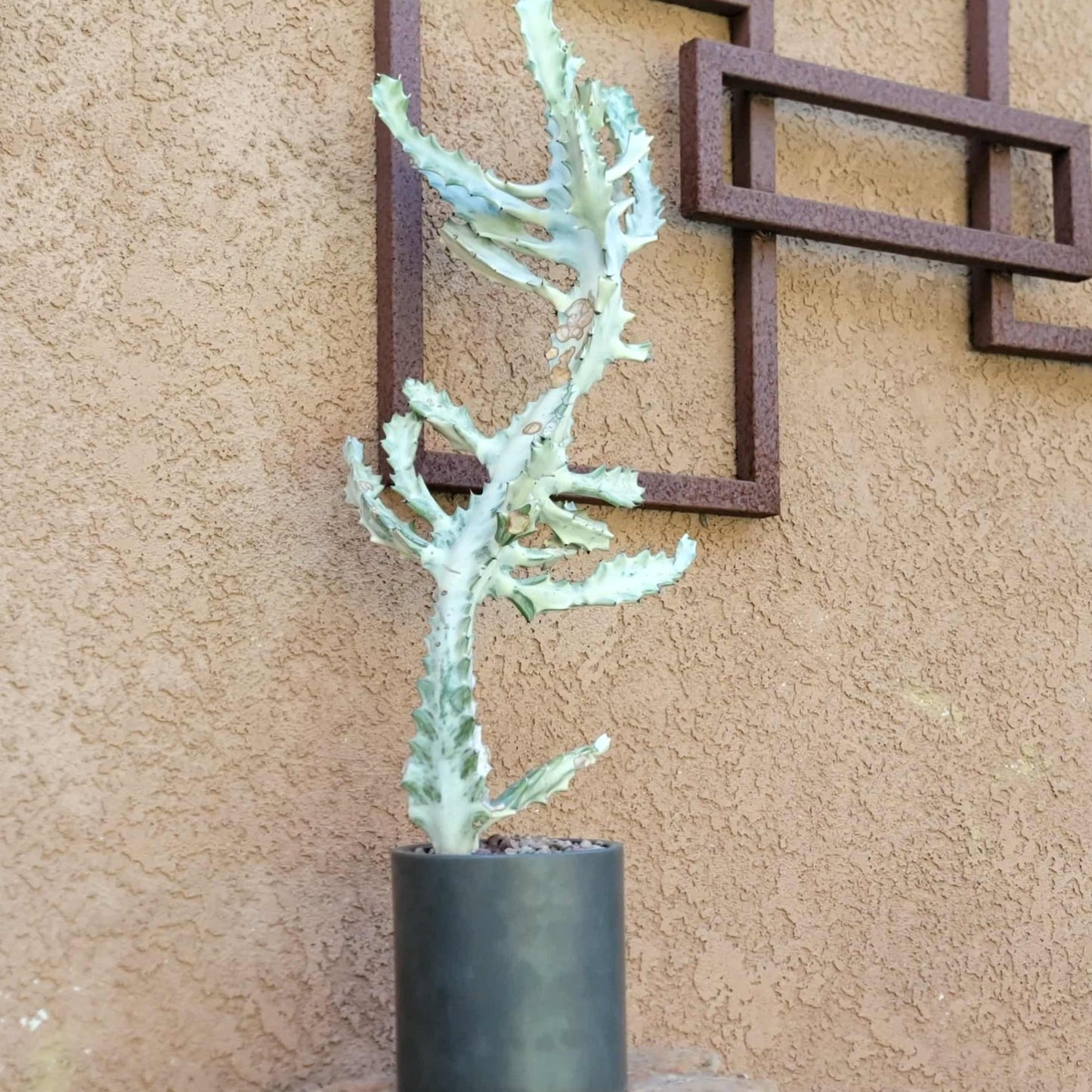 Euphorbia lactea variegata 'White Ghost' - Variegated Candelabra Spurge - BIG!
