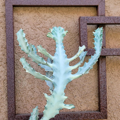 Euphorbia lactea variegata 'White Ghost' - Variegated Candelabra Spurge - BIG!
