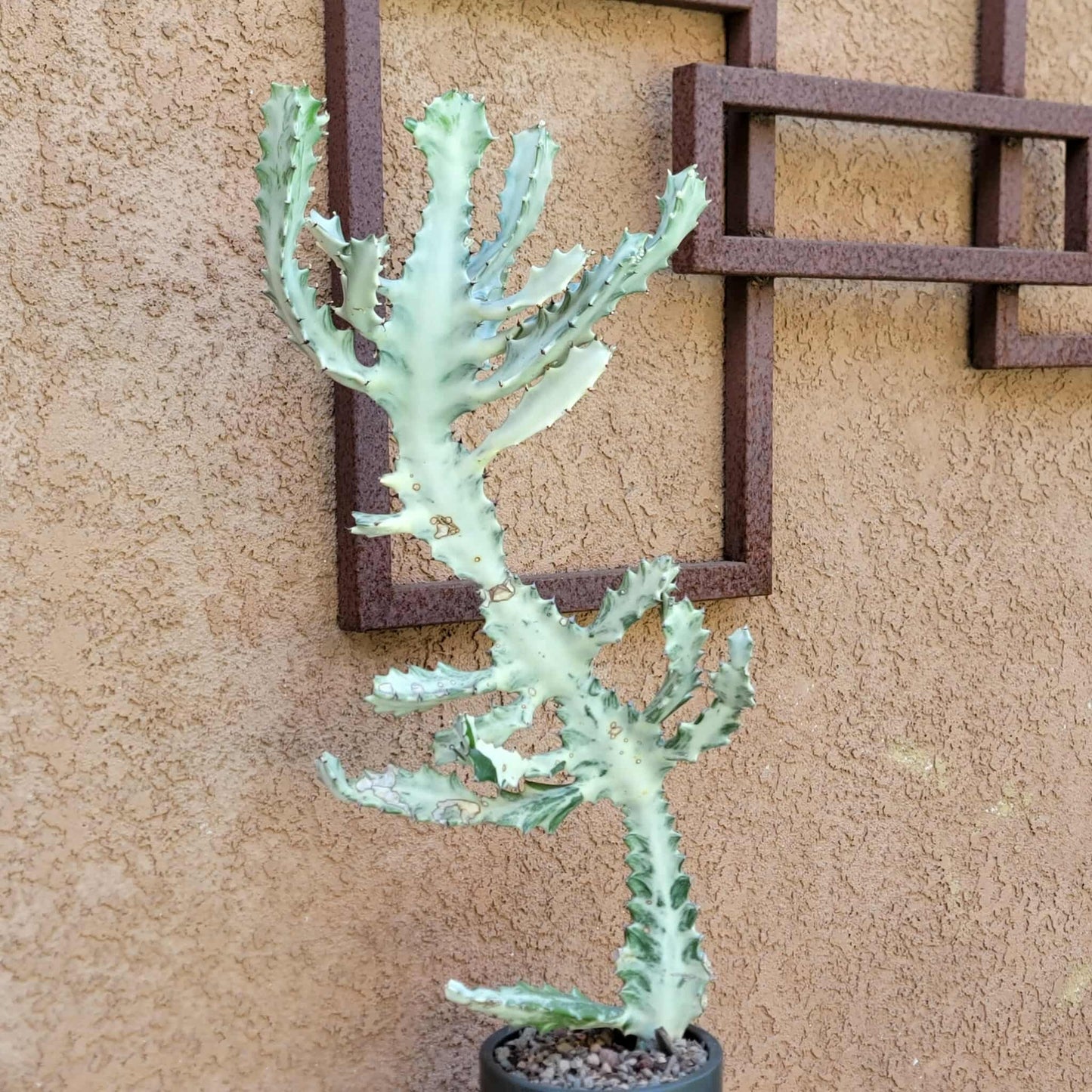 Euphorbia lactea variegata 'White Ghost' - Variegated Candelabra Spurge - BIG!