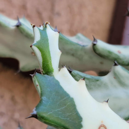 Euphorbia lactea variegata 'White Ghost' - Variegated Candelabra Spurge - BIG!