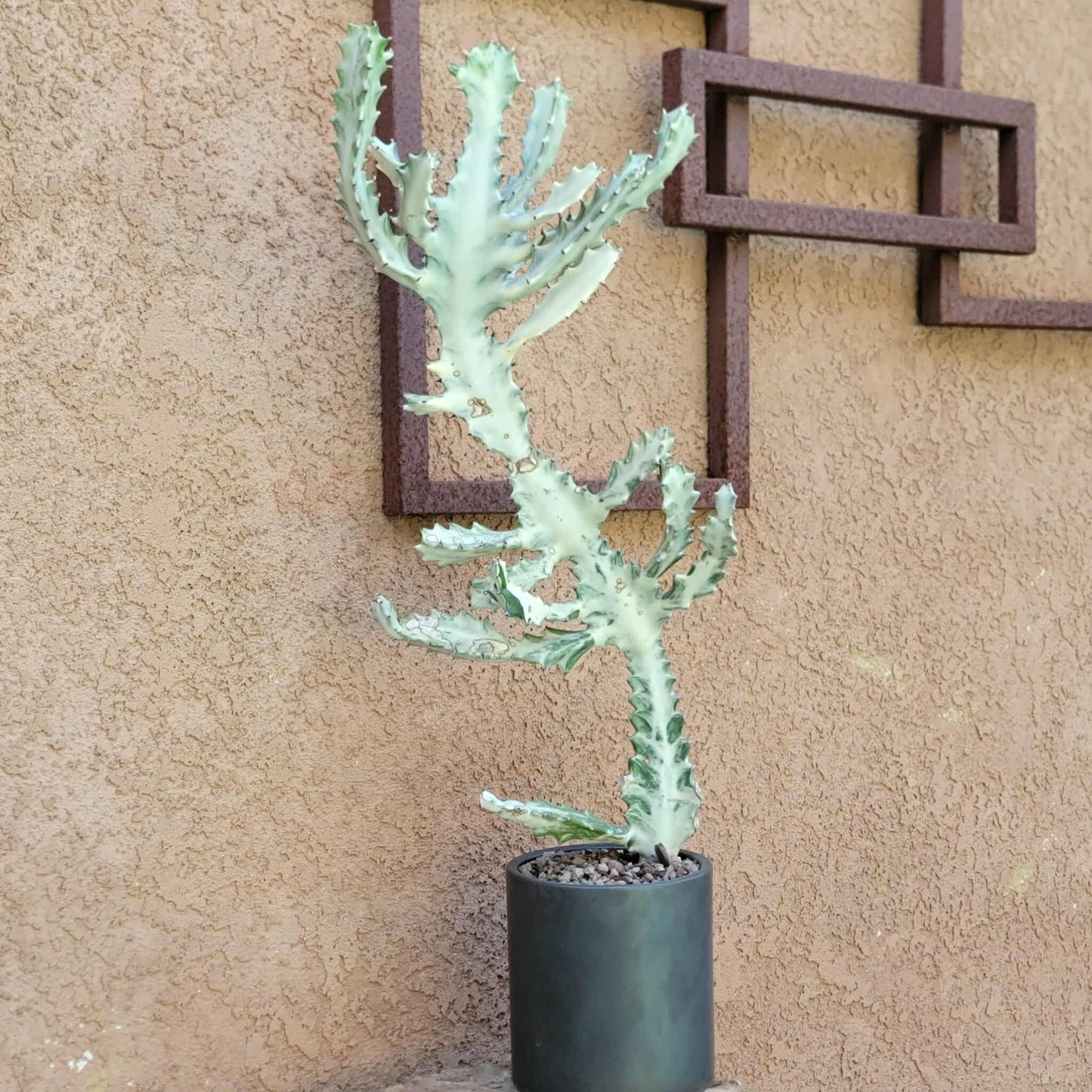 Euphorbia lactea variegata 'White Ghost' - Variegated Candelabra Spurge - BIG!
