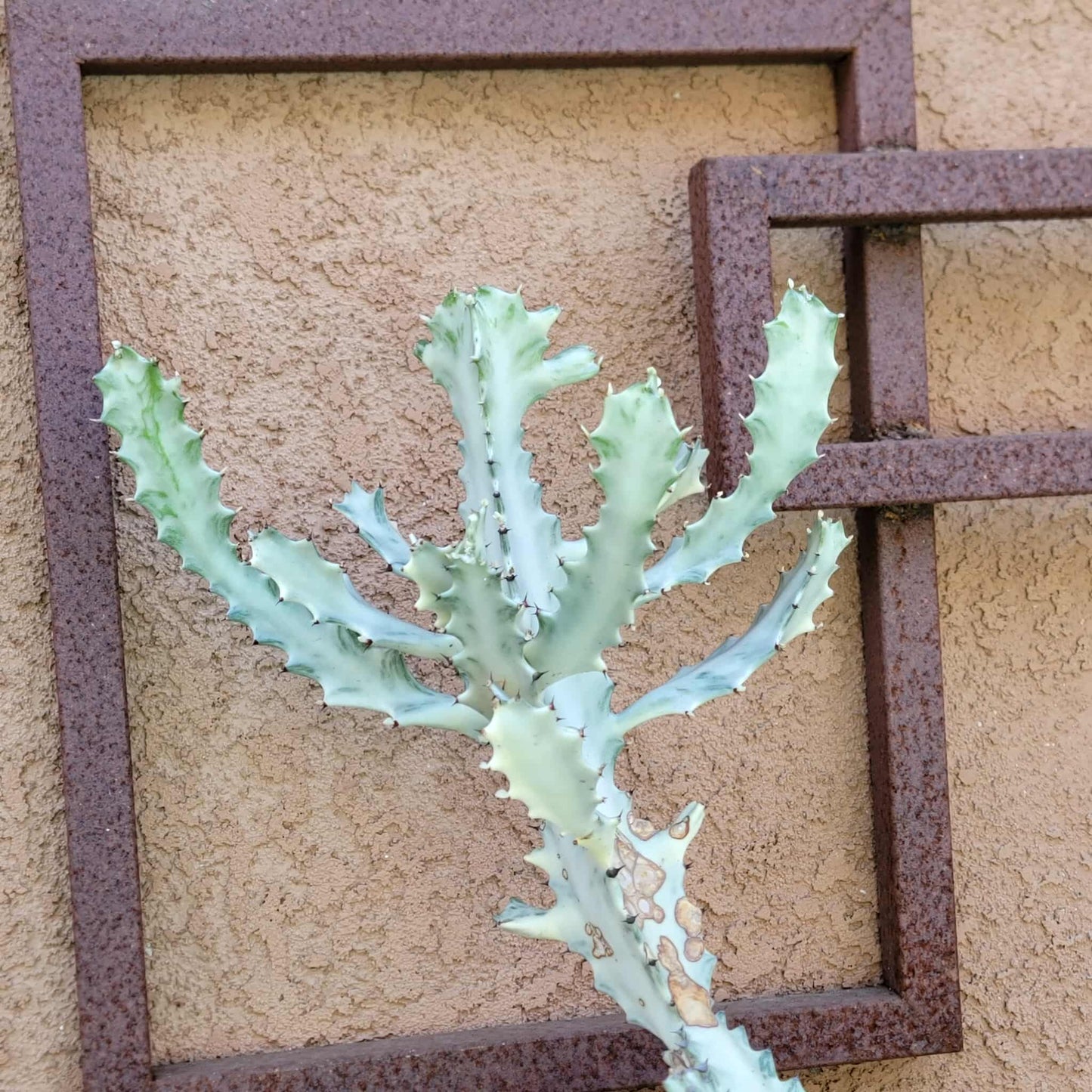 Euphorbia lactea variegata 'White Ghost' - Variegated Candelabra Spurge - BIG!