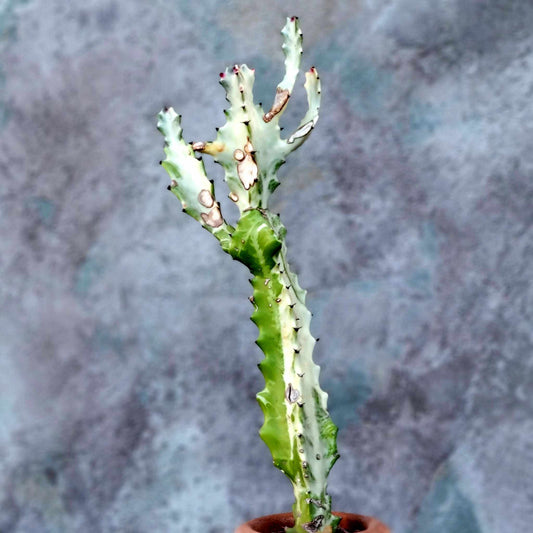 Euphorbia lactea variegata 'White Ghost' - Variegated Candelabra Spurge