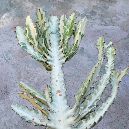 Euphorbia lactea variegata 'White Ghost' - Variegated Candelabra Spurge