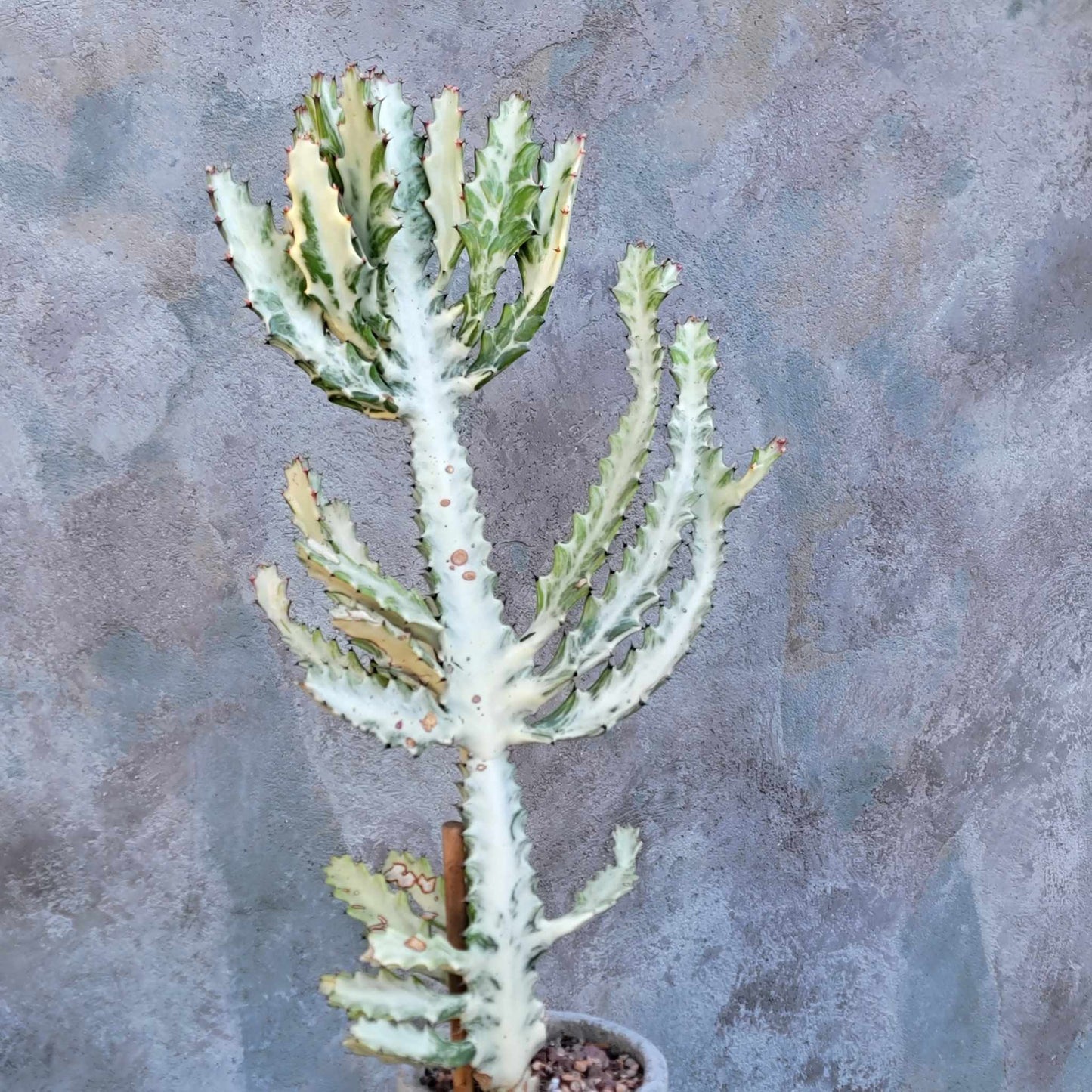 Euphorbia lactea variegata 'White Ghost' - Variegated Candelabra Spurge