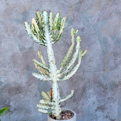 Euphorbia lactea variegata 'White Ghost' - Variegated Candelabra Spurge