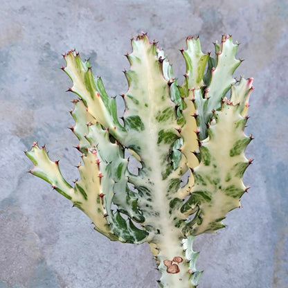 Euphorbia lactea variegata 'White Ghost' - Variegated Candelabra Spurge