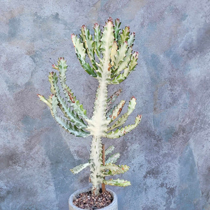 Euphorbia lactea variegata 'White Ghost' - Variegated Candelabra Spurge