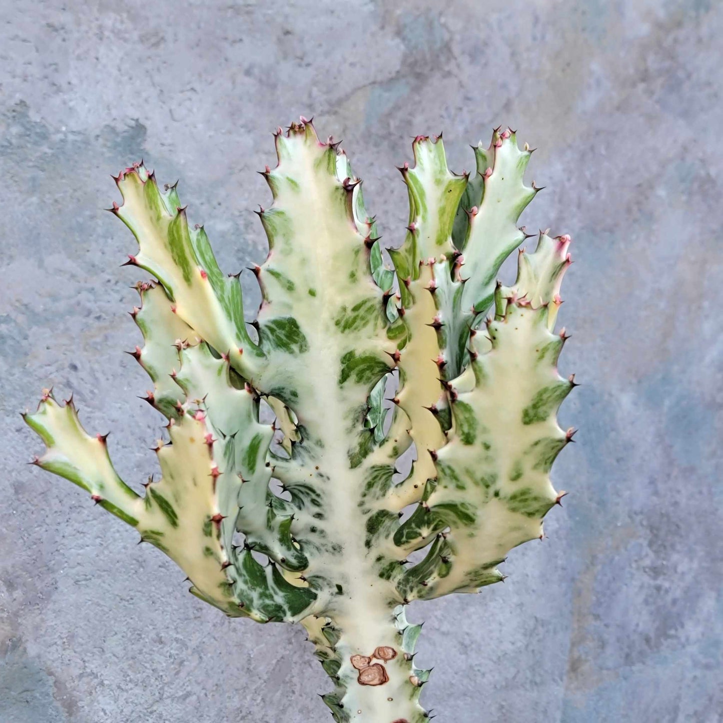 Euphorbia lactea variegata 'White Ghost' - Variegated Candelabra Spurge