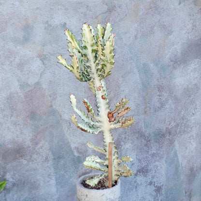 Euphorbia lactea variegata 'White Ghost' - Variegated Candelabra Spurge