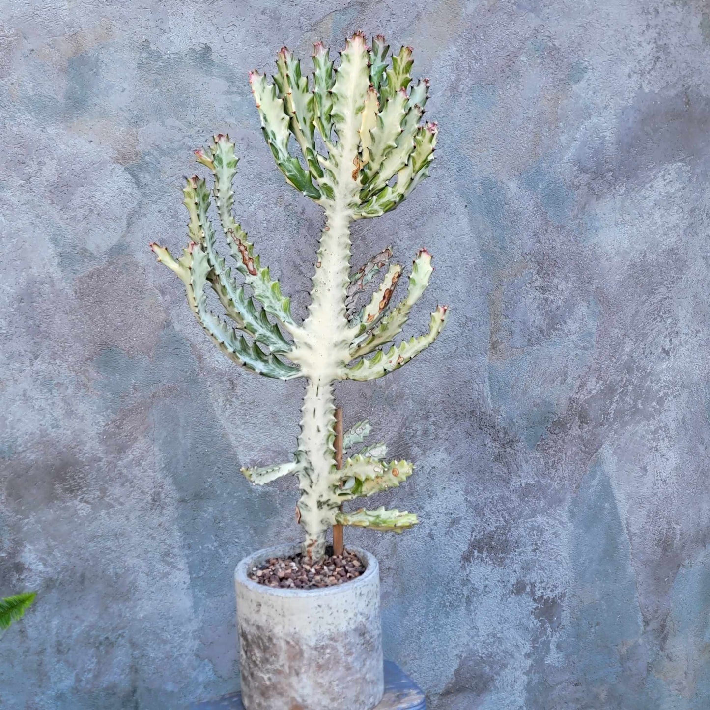 Euphorbia lactea variegata 'White Ghost' - Variegated Candelabra Spurge