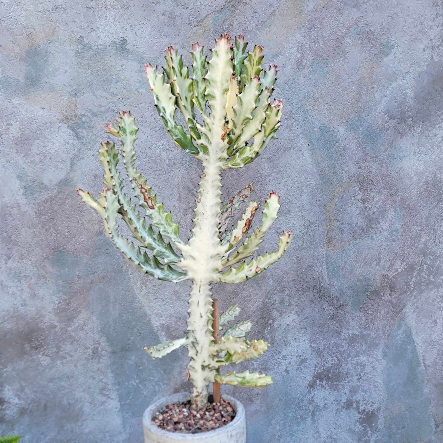 Euphorbia lactea variegata 'White Ghost' - Variegated Candelabra Spurge