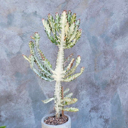 Euphorbia lactea variegata 'White Ghost' - Variegated Candelabra Spurge