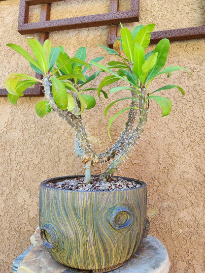 Euphorbia milii – Crown of Thorns (Coral)