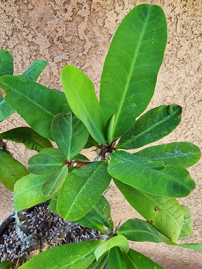 Euphorbia milii – Crown of Thorns (Coral)