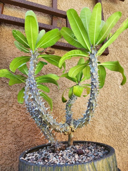 Euphorbia milii – Crown of Thorns (Coral)