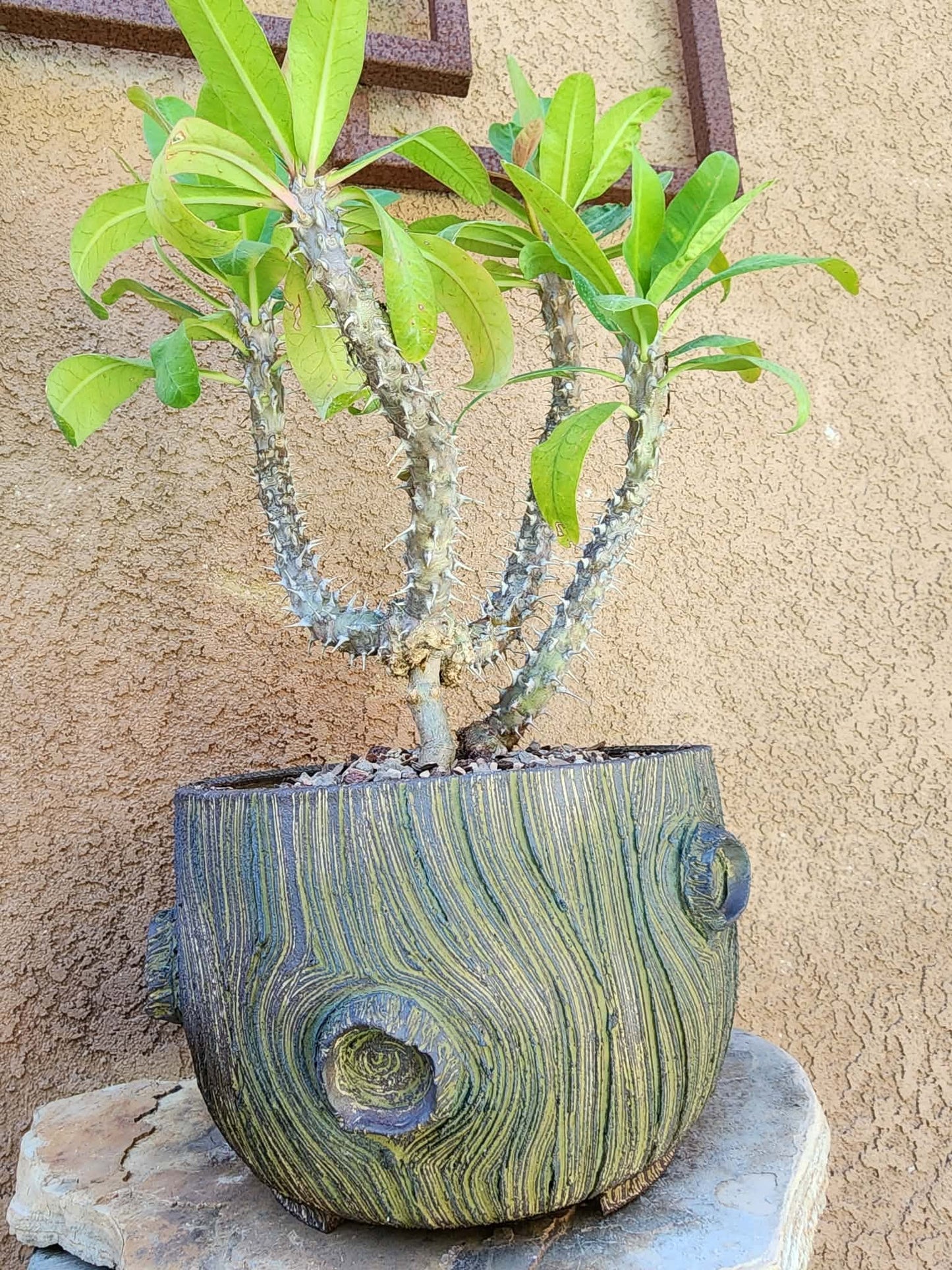Euphorbia milii – Crown of Thorns (Coral)
