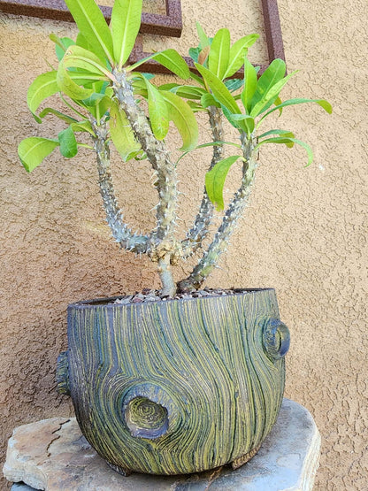 Euphorbia milii – Crown of Thorns (Coral)