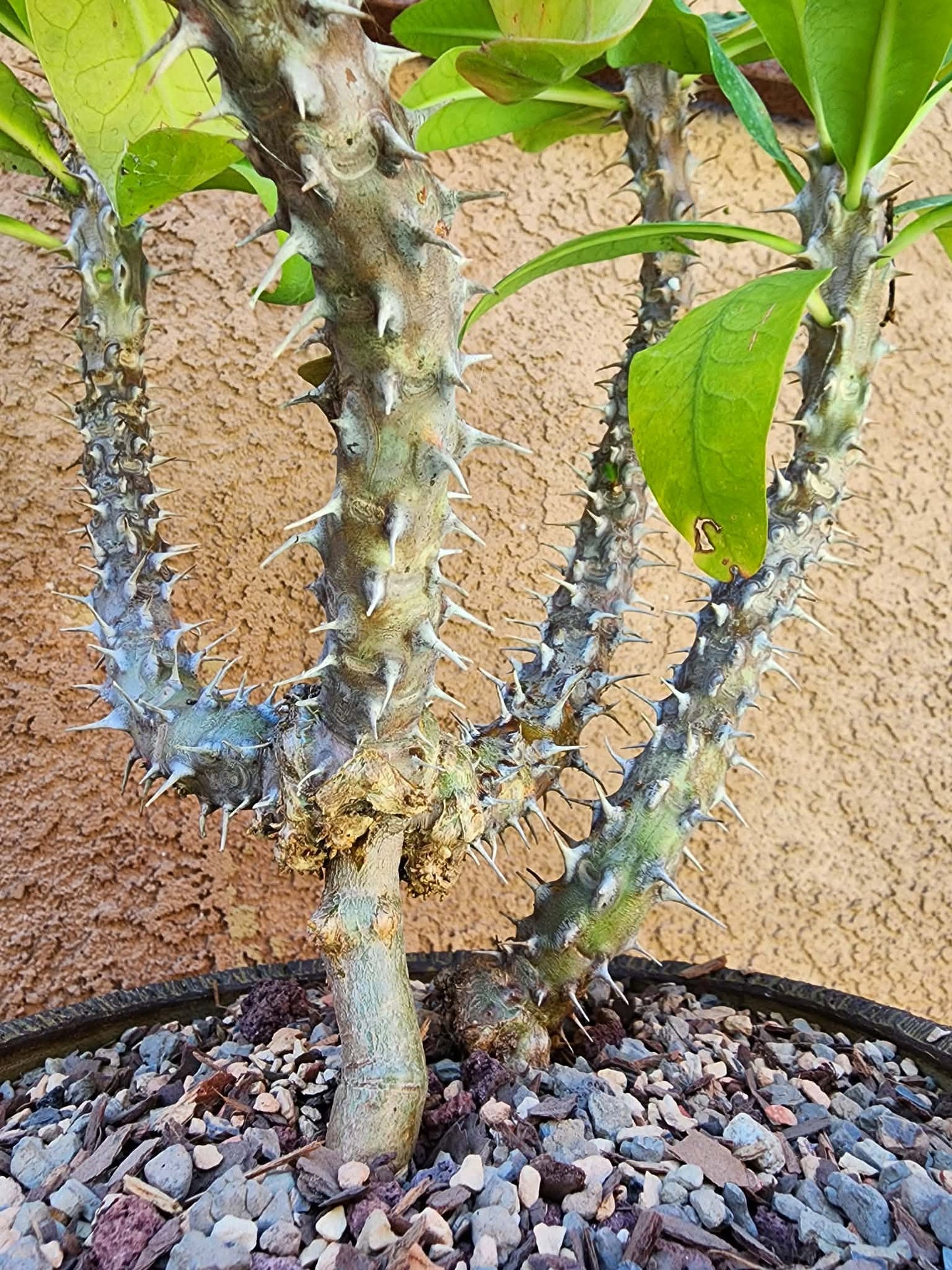 Euphorbia milii – Crown of Thorns (Coral)