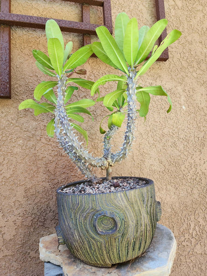 Euphorbia milii – Crown of Thorns (Coral)