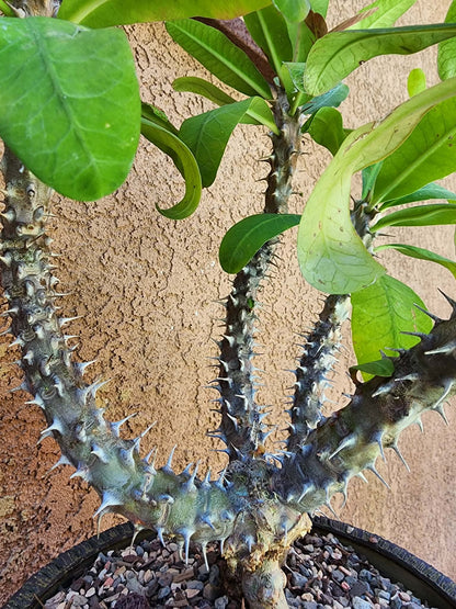 Euphorbia milii – Crown of Thorns (Coral)