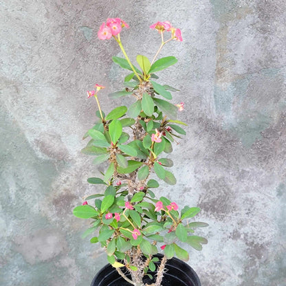 Euphorbia milii – Crown of Thorns (Pink)