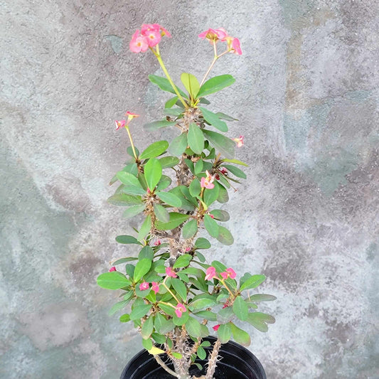 Euphorbia milii – Crown of Thorns (Pink)