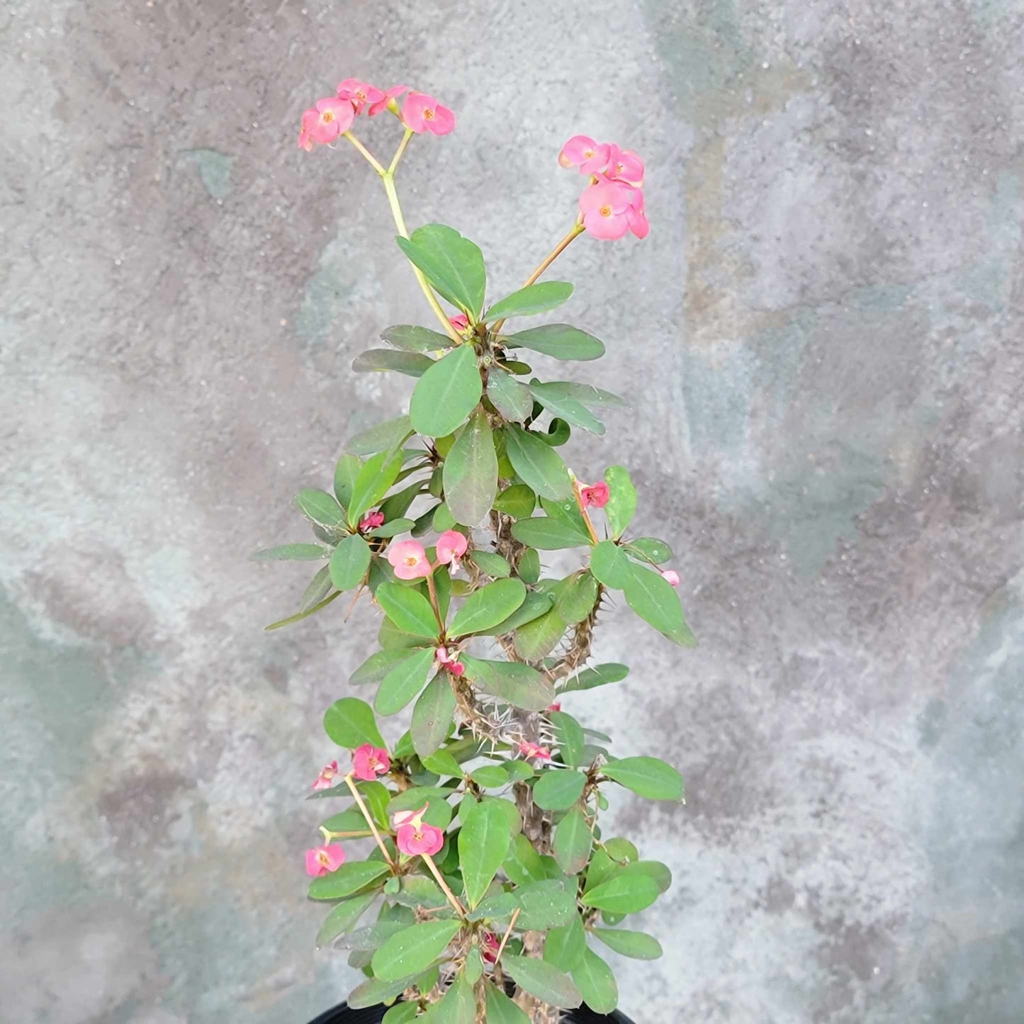 Euphorbia milii – Crown of Thorns (Pink)