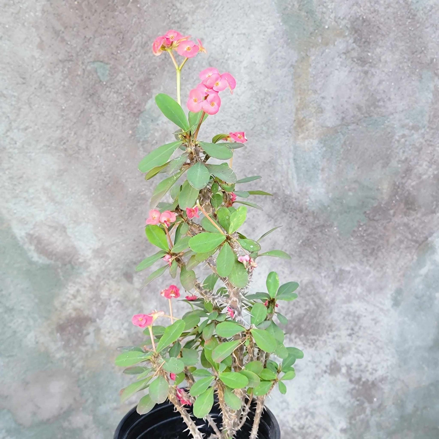 Euphorbia milii – Crown of Thorns (Pink)