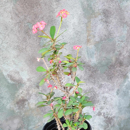 Euphorbia milii – Crown of Thorns (Pink)