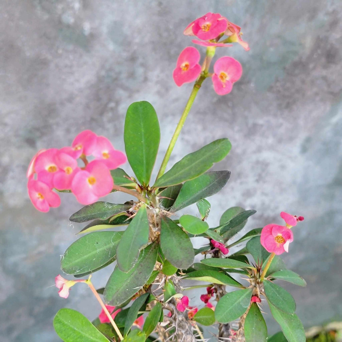 Euphorbia milii – Crown of Thorns (Pink)