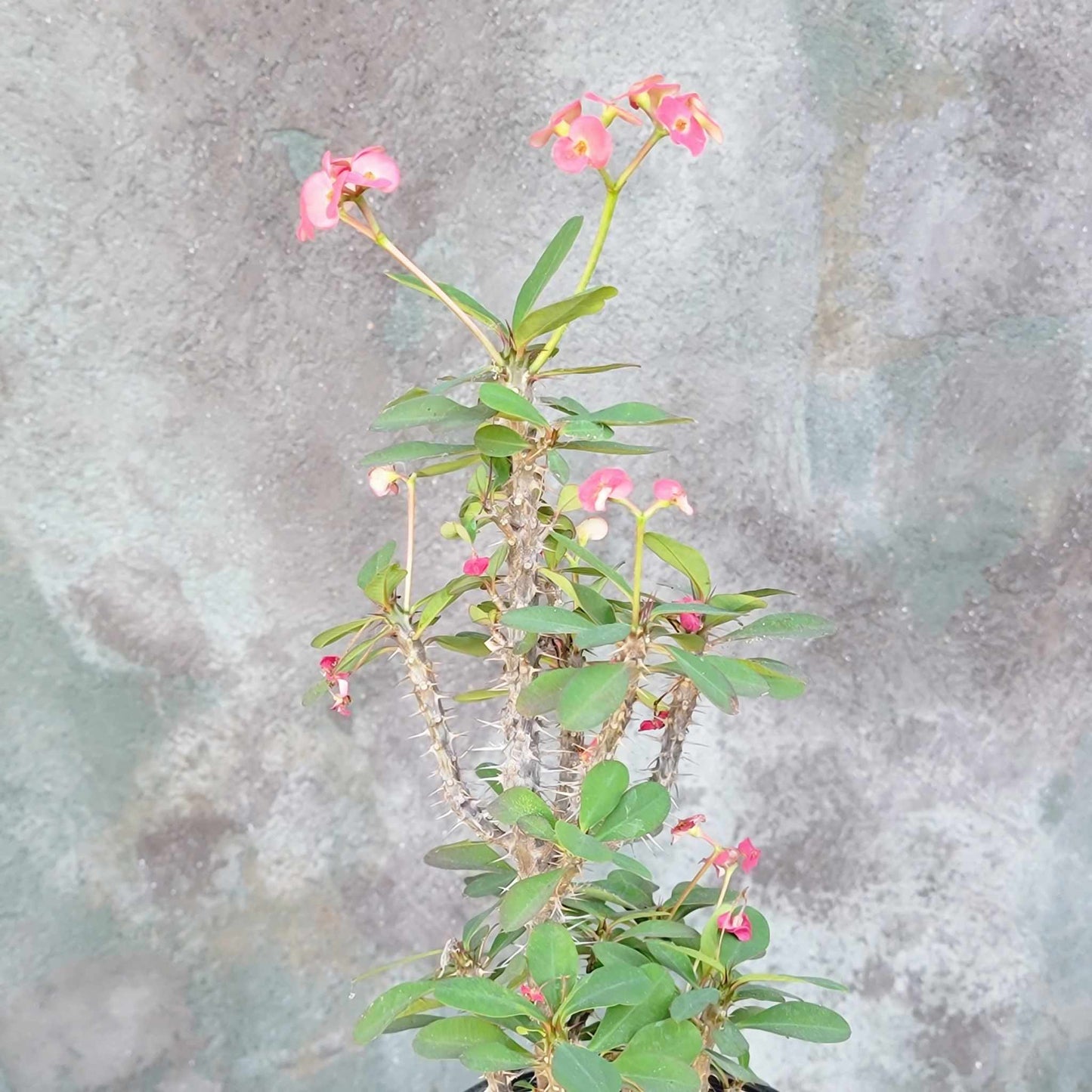 Euphorbia milii – Crown of Thorns (Pink)