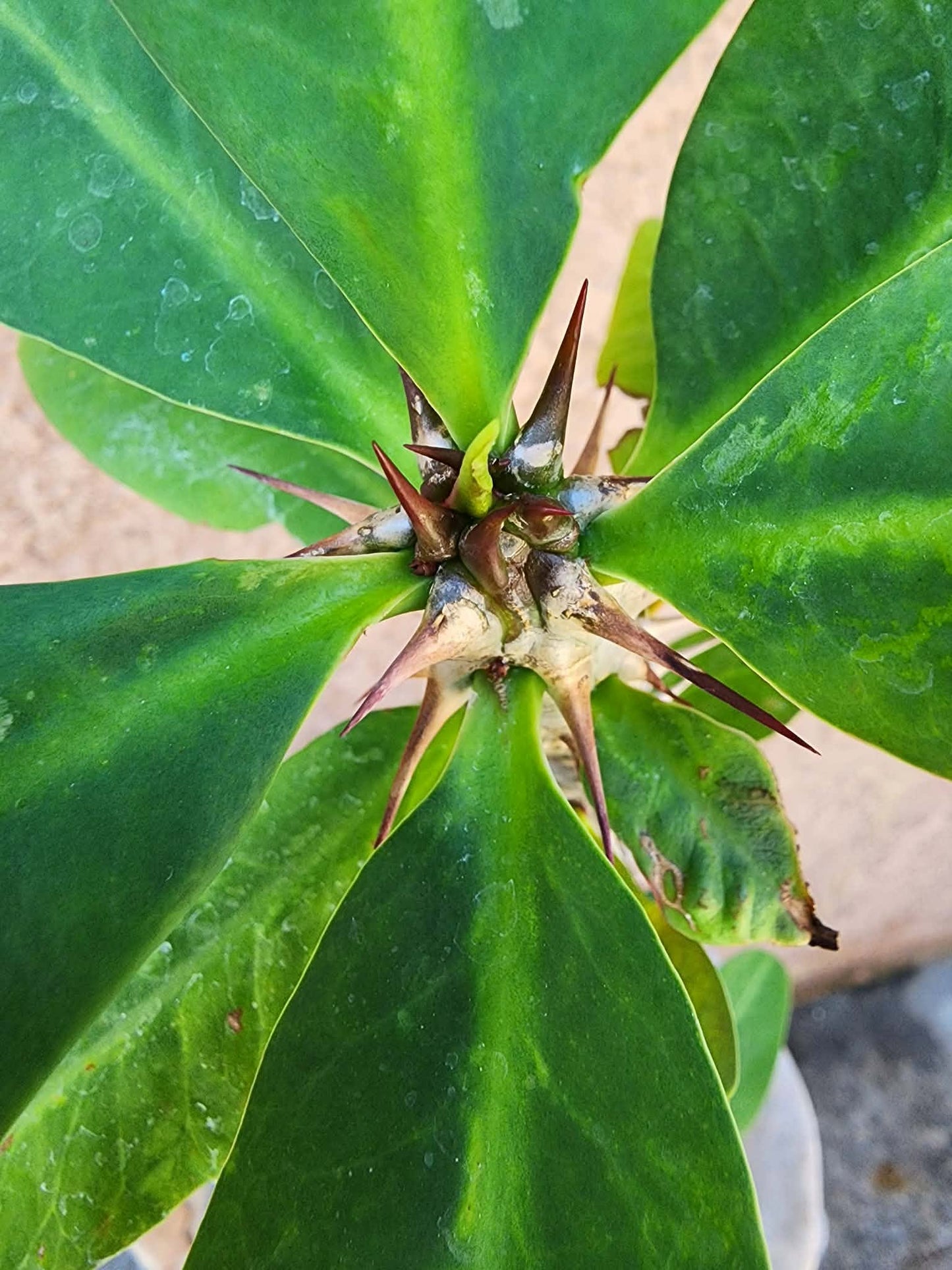 Euphorbia milii – Crown of Thorns (Coral)