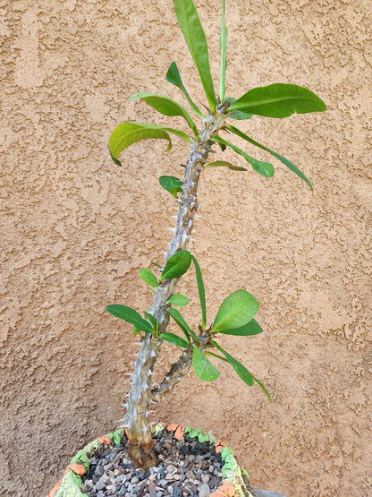 Euphorbia milii – Crown of Thorns (Coral)