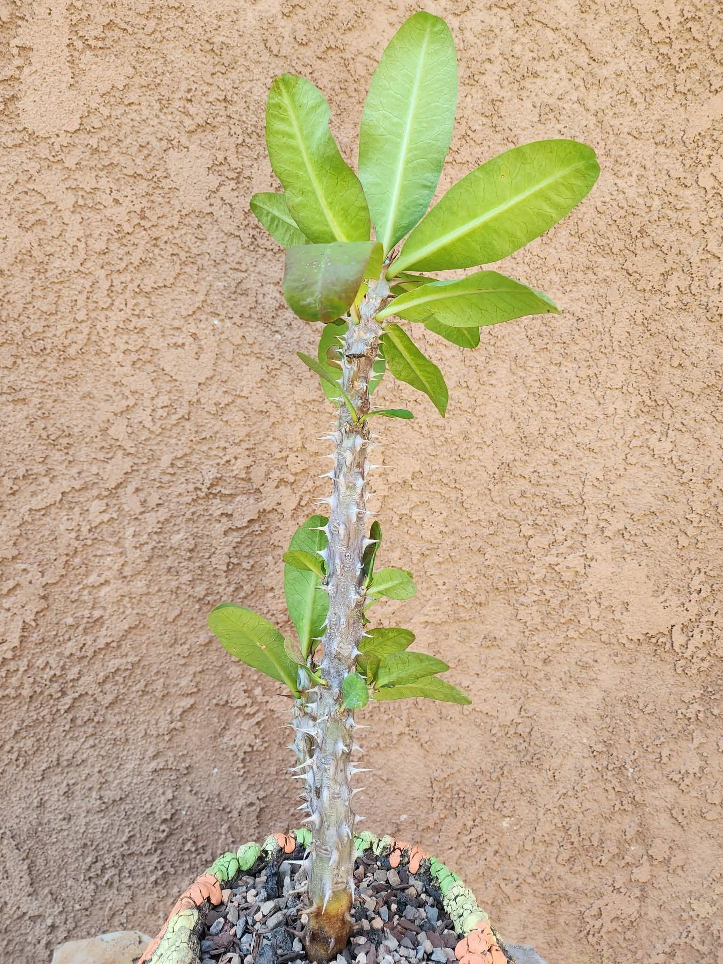 Euphorbia milii – Crown of Thorns (Coral)