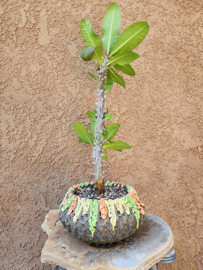 Euphorbia milii – Crown of Thorns (Coral)