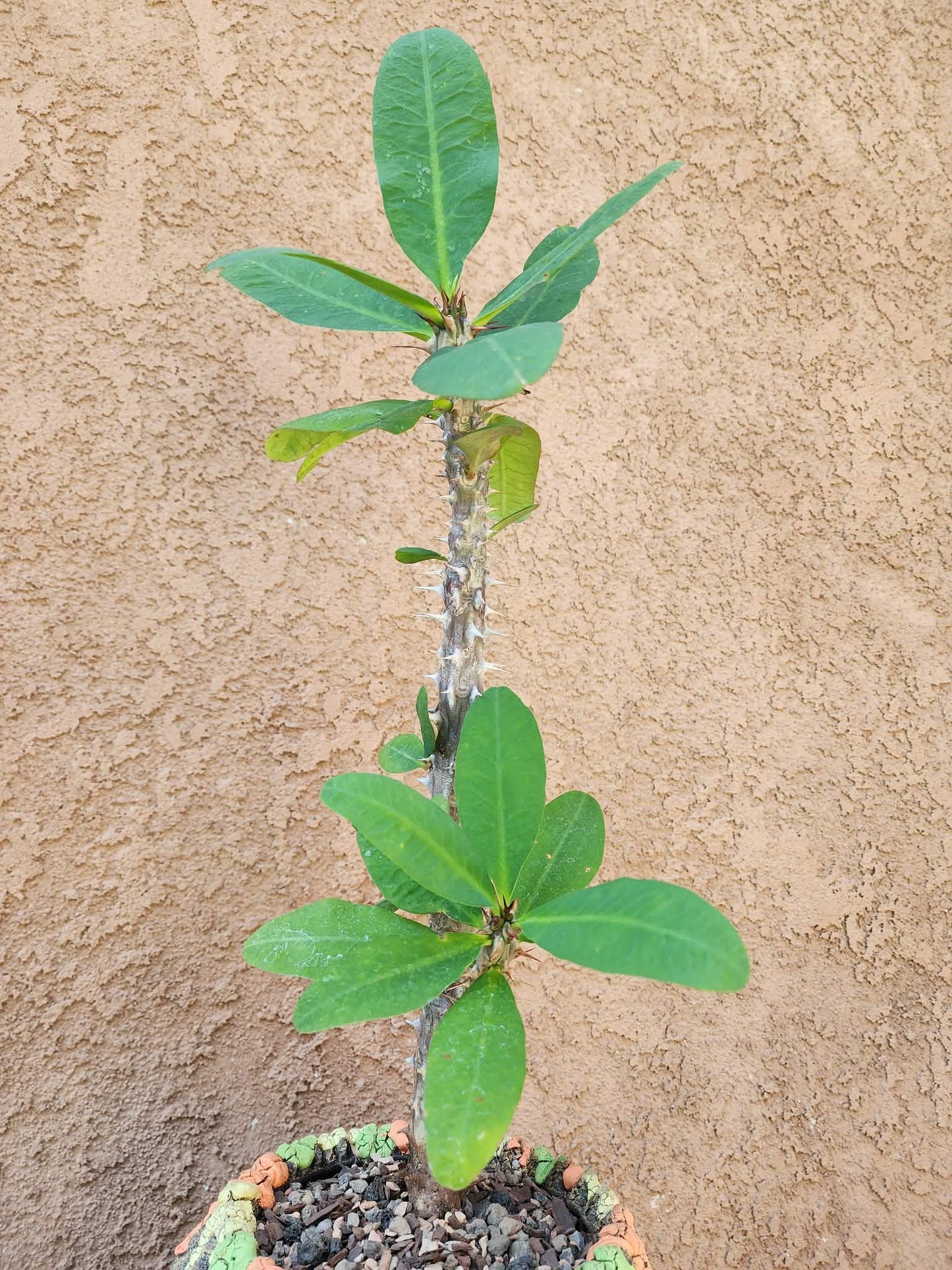 Euphorbia milii – Crown of Thorns (Coral)