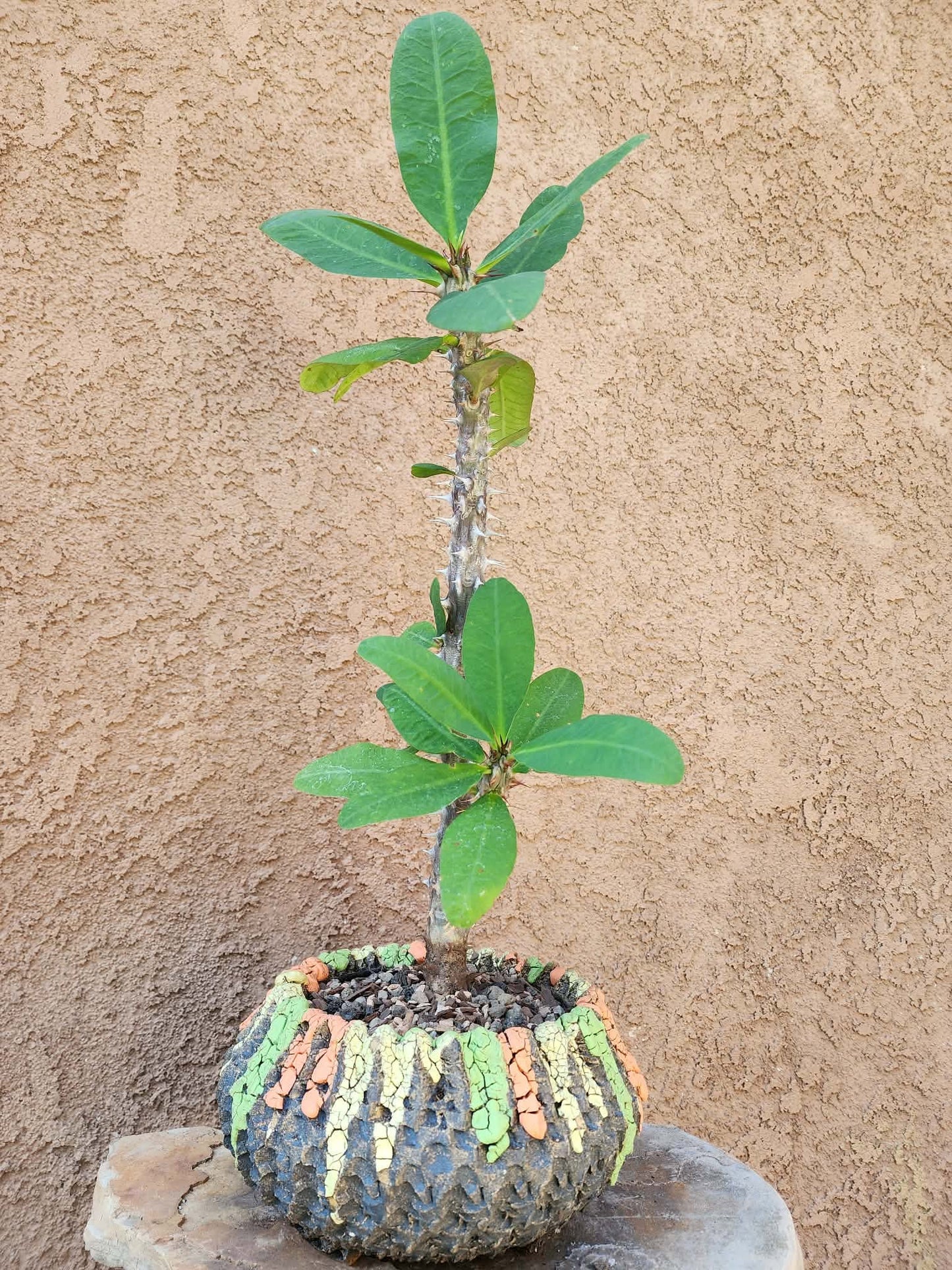 Euphorbia milii – Crown of Thorns (Coral)